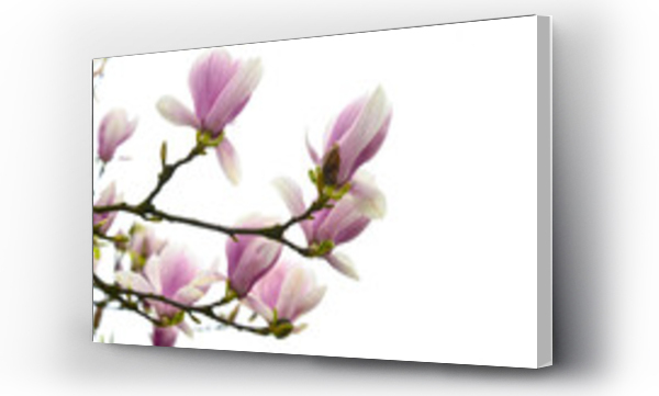 Wizualizacja Obrazu : #583861215 Kwitn?ce kwiaty magnolii