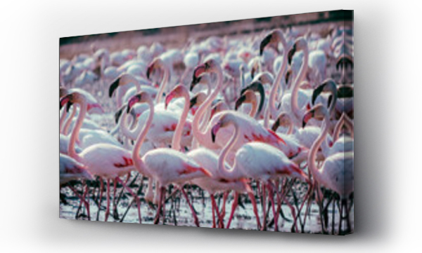 Wizualizacja Obrazu : #584003271 Flock of wild pink flamingos at Albufera Natural Park reserve, Valencia Spain.