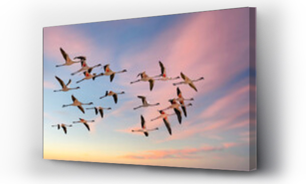 Wizualizacja Obrazu : #584768640 Flock of pink flamingos flying in Namibia, beautiful birds
