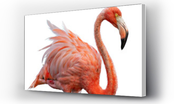 Wizualizacja Obrazu : #585133568 flamingo png portrait