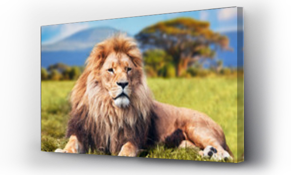 Duży lew leżący na trawie sawanny. Kenia, Afryka
