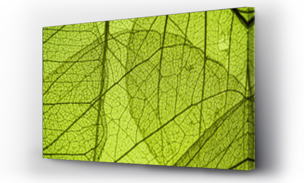 Wizualizacja Obrazu : #58645090 green leaf texture - in detail