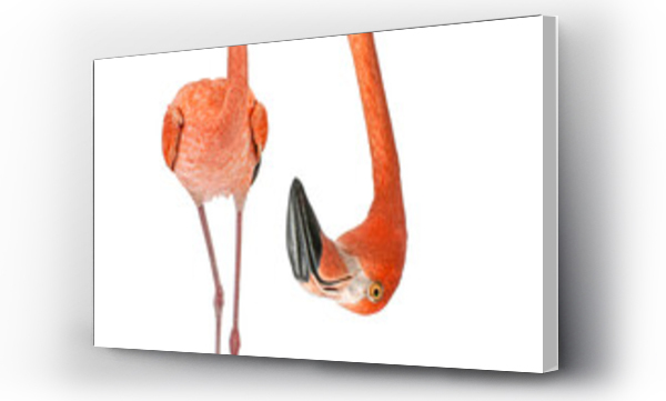 Wizualizacja Obrazu : #591925522 Portrait of a funny and cute American Flamingo upside down; head down. with a perspective effect shrinking the body which creates a lot of depth, isolated on white