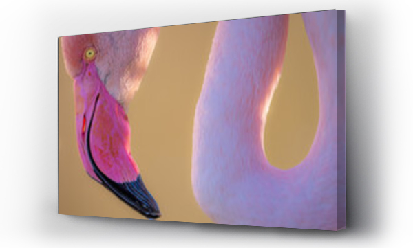 Wizualizacja Obrazu : #592651739 Pink flamingo in yellow background