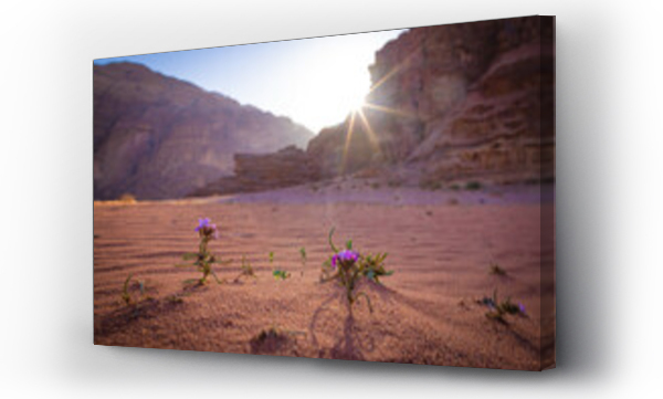 Wizualizacja Obrazu : #593368849 Wadi Rum w Jordanii. Fioletowe pustynne kwiaty na tle formacji skalnych.