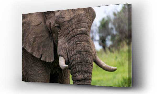 Wizualizacja Obrazu : #593725007 Bull Elephant
