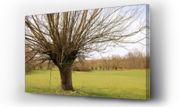 Wizualizacja Obrazu : #594221942 