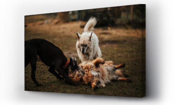 Wizualizacja Obrazu : #594633738 Trzy psy bawi? si? razem w bijatyki