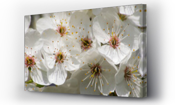 Wizualizacja Obrazu : #595133497 Bia?e kwiaty na drzewach wiosn?, t?o natutalne.