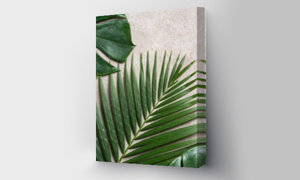 Wizualizacja Obrazu : #596661510 Tropical palm monstera leaves isolated on gray table background.
