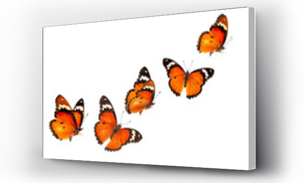 Wizualizacja Obrazu : #596713251 Beautiful monarch butterfly isolated on white background. Set of Big Monarch butterflies, isolated on white background. Tawny Coster (Acraea violae) Acraea terpsicore.