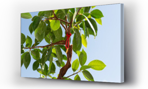 Wizualizacja Obrazu : #597456548 Li?cie i medal