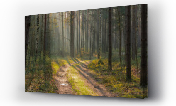 droga leśna, Droga mgła, Droga w lesie, drzewo, widok