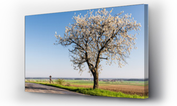 drzewo, Kwiaty wiosenne białe