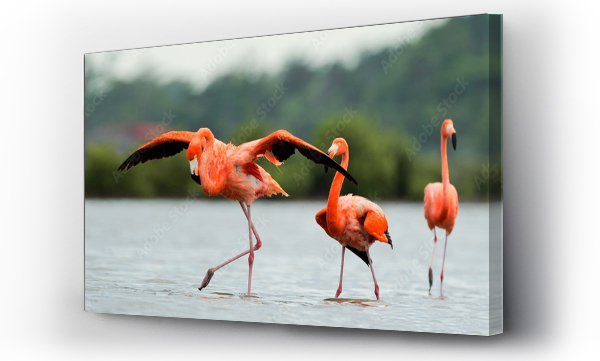 Flamingi chodzą po wodzie.