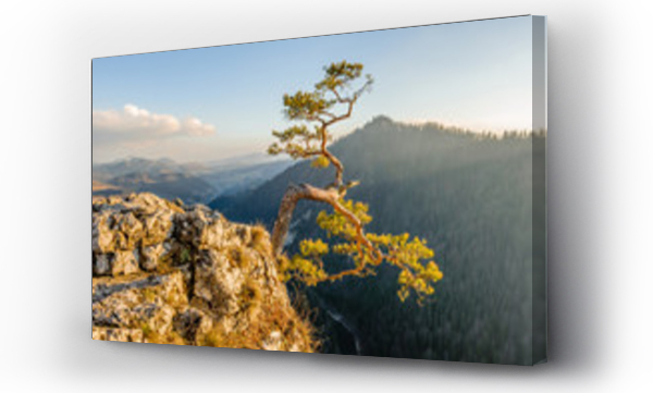 drzewo, góry, pejzaż