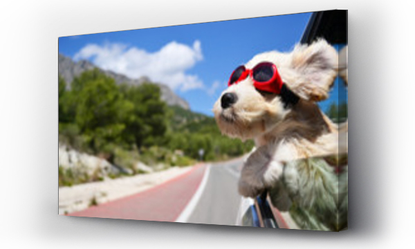 podróż, podróży, samochody, szczęście, wczasy, wesołość