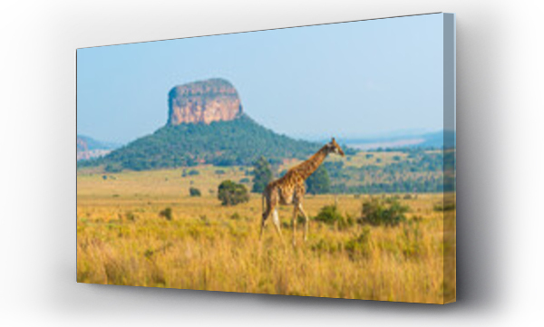 afryka, kenia, kruger, natura, Panorama, żyrafa
