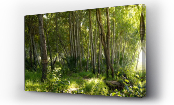 Wizualizacja Obrazu : #604511439 General view of sunny forest with trees and plants with green leaves