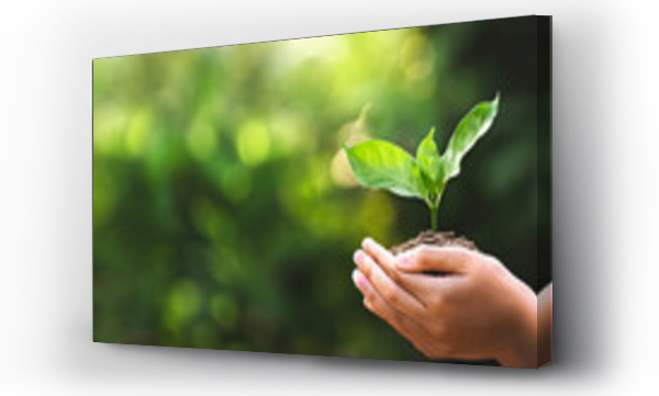 Wizualizacja Obrazu : #604608317 hand children holding young plant with sunlight on green nature background. concept eco earth day