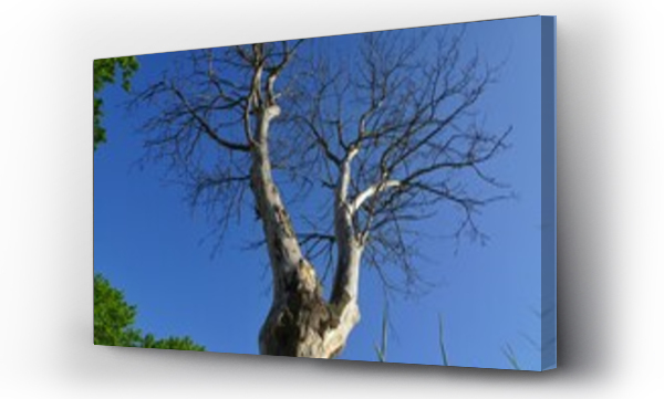 Wizualizacja Obrazu : #604994343 Martwe drzewo