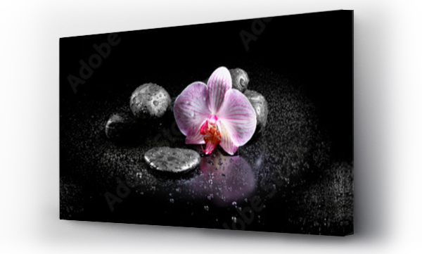 Wizualizacja Obrazu : #60629892 Pozioma panorama z różowymi orchideami i kamieniami zen na czarnym ba