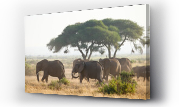 afryka, rodzina, słoń, słonie