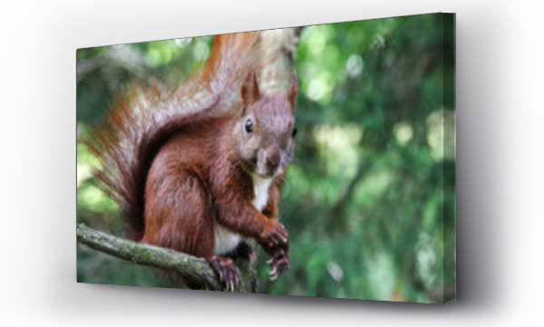 wiewiórka, zwierzęta