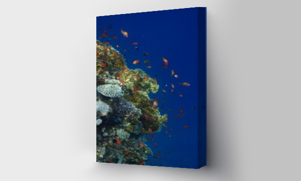 Wizualizacja Obrazu : #609971171 Rafa koralowa w Egipcie