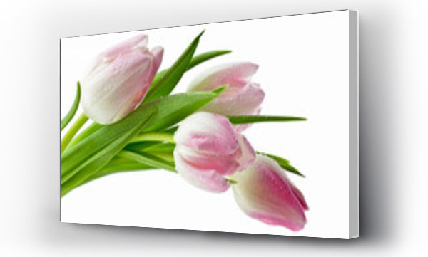 Wizualizacja Obrazu : #61240899 Pi?kne mokre tulipany