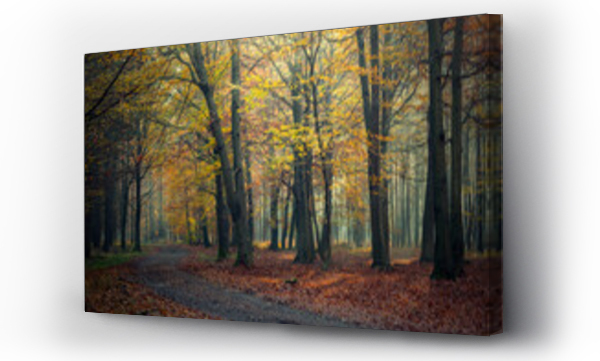 Wizualizacja Obrazu : #612416099 Krajobraz jesienny. Promienie s?o?ca i mglisty poranek w lesie