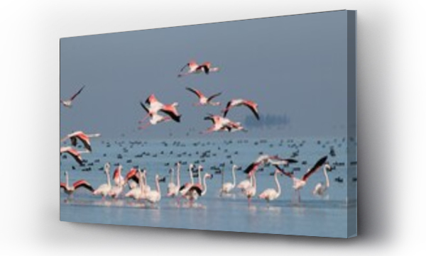 Wizualizacja Obrazu : #612611532 Group of flamingos in winter migration