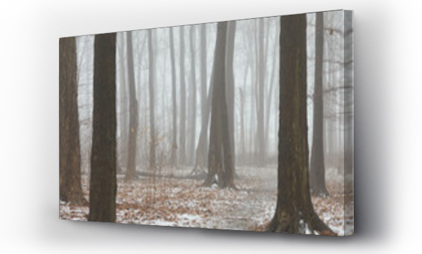 Wizualizacja Obrazu : #612655947 Suburban forest in winter