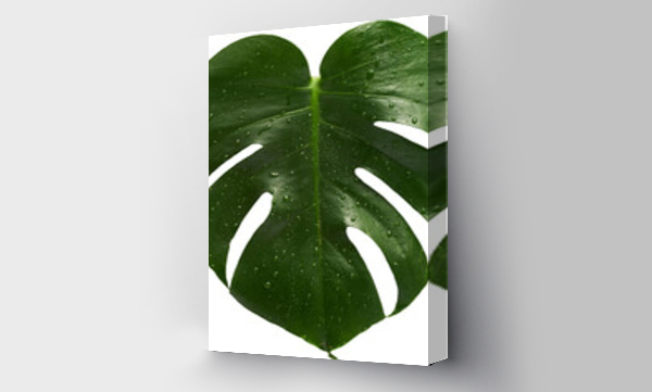 monstera