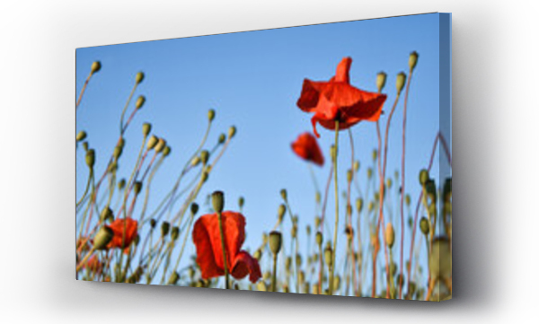 Wizualizacja Obrazu : #613909658 Czerwone maki, mak?wki, kwiaty polne, maki na ??ce. Red poppies, poppies, field flowers, poppies in the meadow.