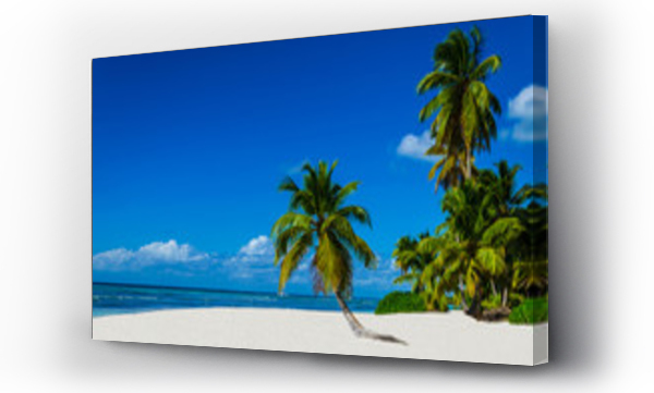 Tropikalna piaszczysta plaża z palmami, Dominikana