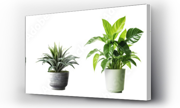 Wizualizacja Obrazu : #615482880 Collection of various houseplants displayed in ceramic pots with transparent background. Potted exotic house plants on white shelf against white wall. Home garden banner.