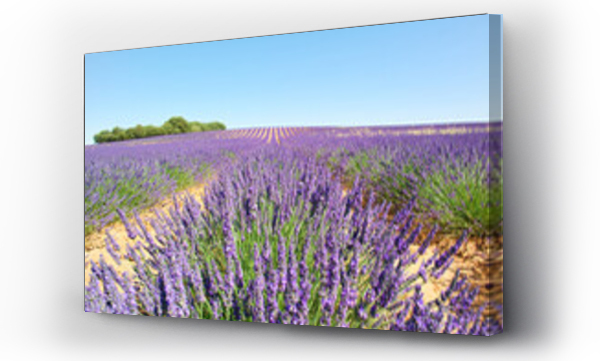 Wizualizacja Obrazu : #616924467 kwiat lawenda ro?lina pejza? lato europa rolnictwo