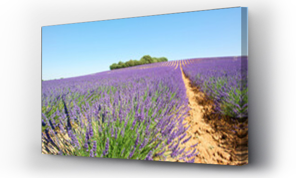 Wizualizacja Obrazu : #616924486 kwiat lawenda ro?lina pejza? lato europa rolnictwo