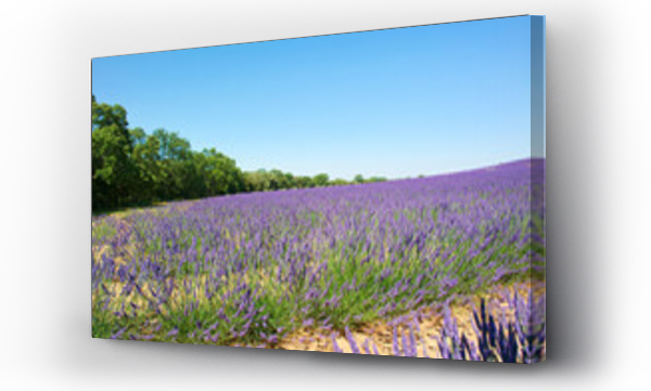 Wizualizacja Obrazu : #616924487 kwiat lawenda ro?lina pejza? lato europa rolnictwo