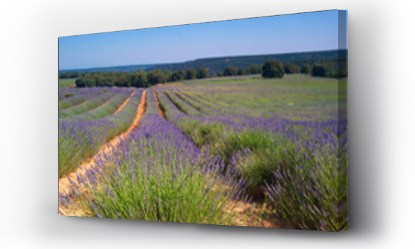 Wizualizacja Obrazu : #616924859 kwiat lawenda ro?lina pejza? lato europa rolnictwo