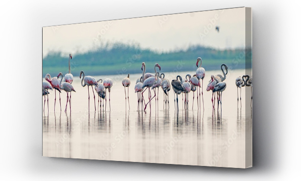 Wizualizacja Obrazu : #618769718 Flock of pink flamingos congregating in a shallow body of water