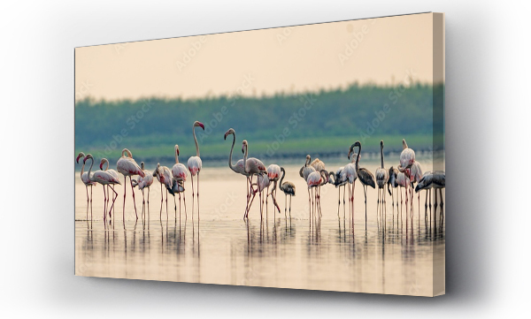 Wizualizacja Obrazu : #618769722 Flock of pink flamingos congregating in a shallow body of water