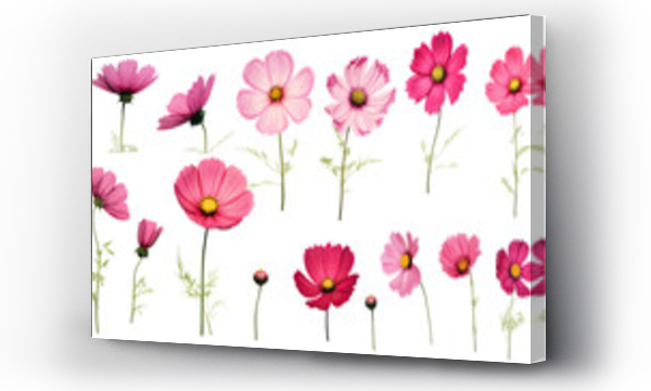 Wizualizacja Obrazu : #618932228 a collection of grunge oil painted cosmos flowers isolated on a transparent background, generative ai