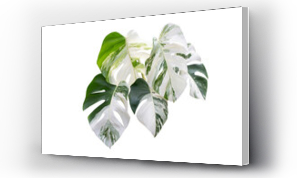 Wizualizacja Obrazu : #619004994 Monstera Albo variegated leaves  isolated on transparent background and PNG file
