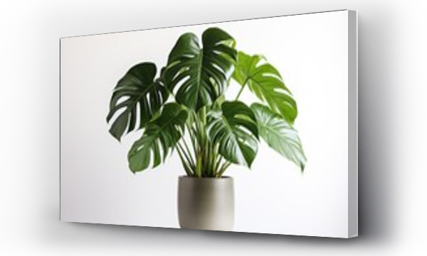 Wizualizacja Obrazu : #619351838 Clean image of a large leaf house plant Monstera deliciosa in a gray pot on a white background