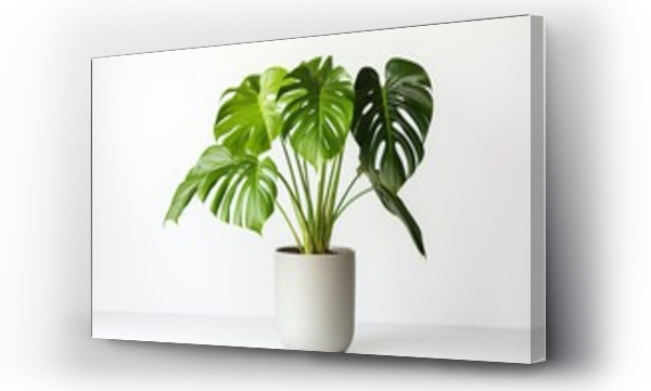 Wizualizacja Obrazu : #619351863 Clean image of a large leaf house plant Monstera deliciosa in a gray pot on a white background