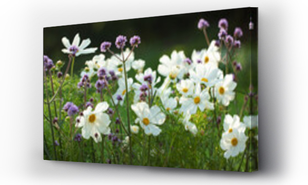 Kwiaty, łąka, Łąka kwiaty