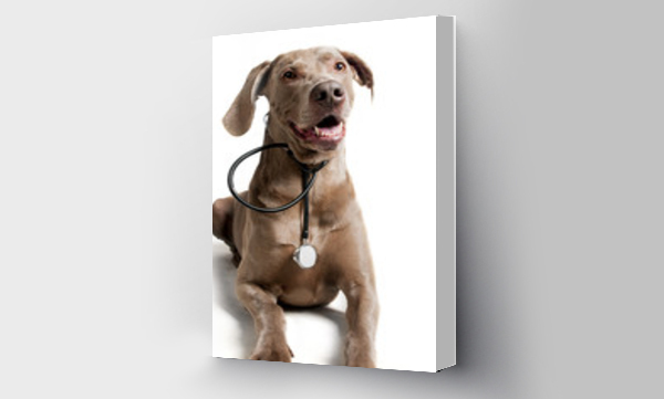 Wizualizacja Obrazu : #62100515 Pies ze stetoskopem