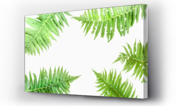 biały las, góry, Liście